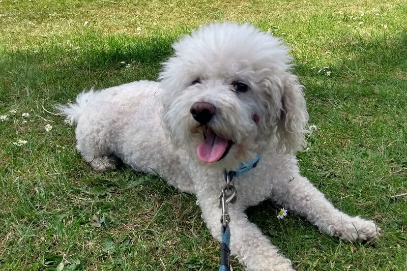 A white bichon frise lying on the grass in the sunshine.