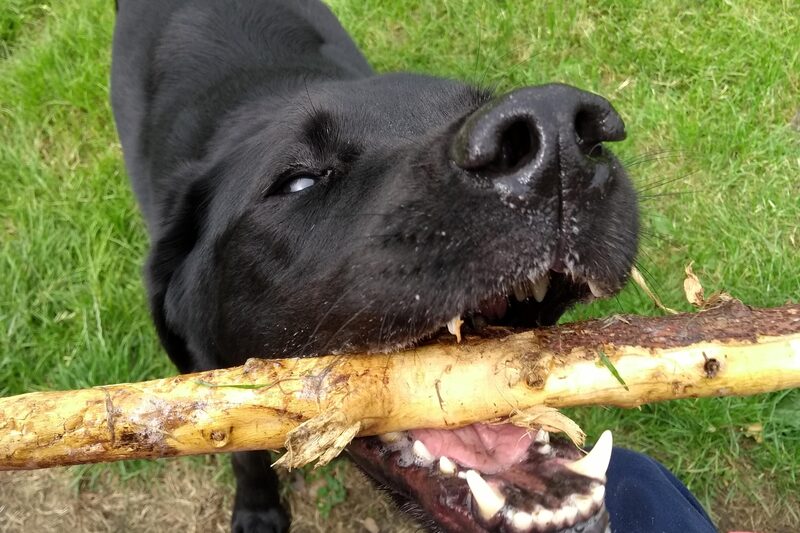 A black labrador carrying a large stick in its mouth.